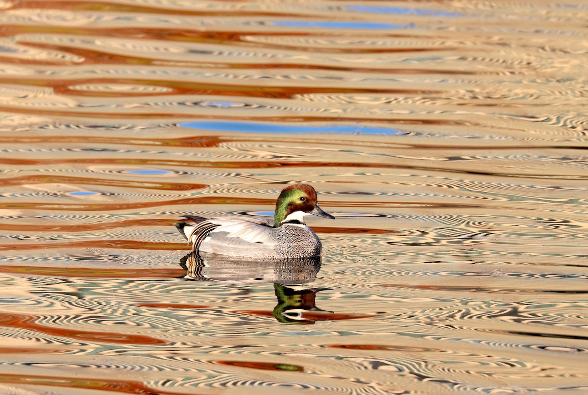 Качка далекосхідна - ML647698011