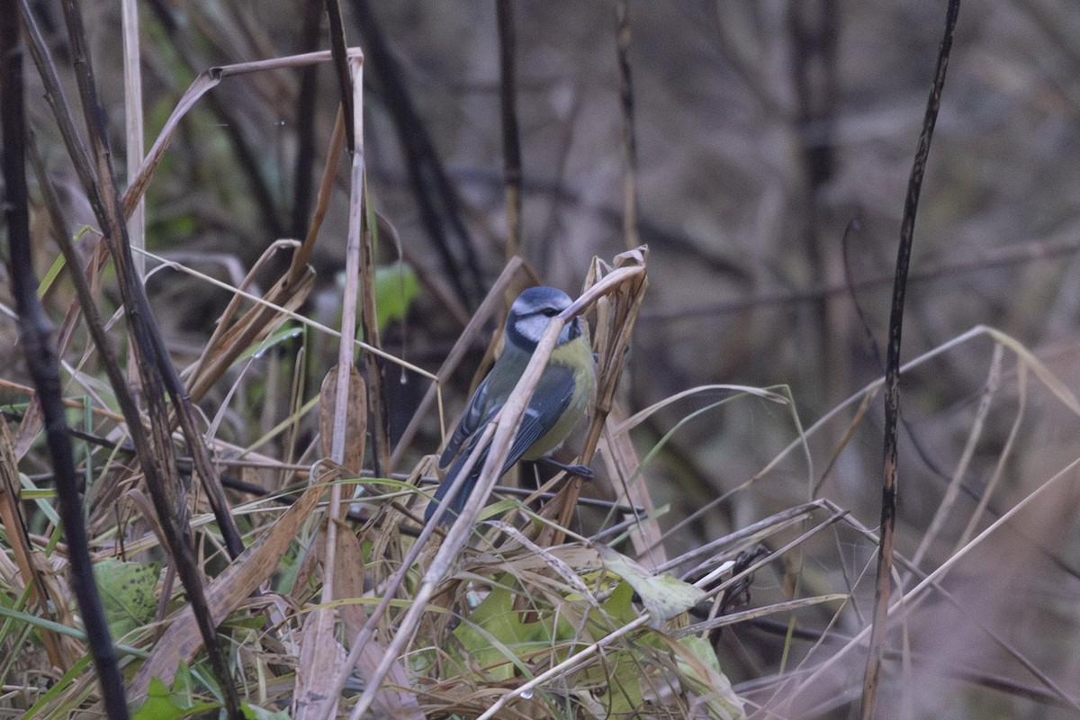 アオガラ - ML647698021