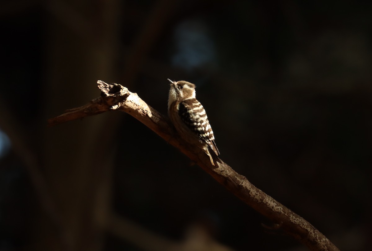 Дятел бурощокий - ML647698022