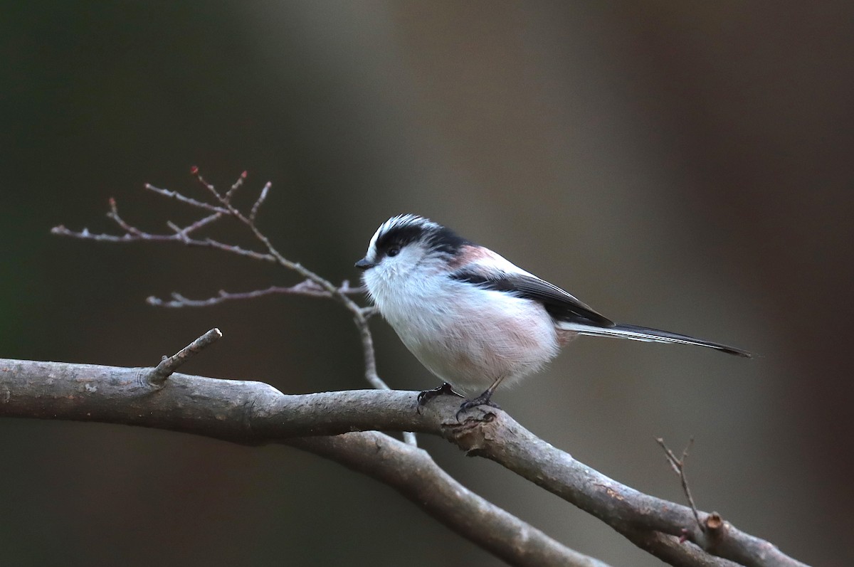 Синиця довгохвоста - ML647698029