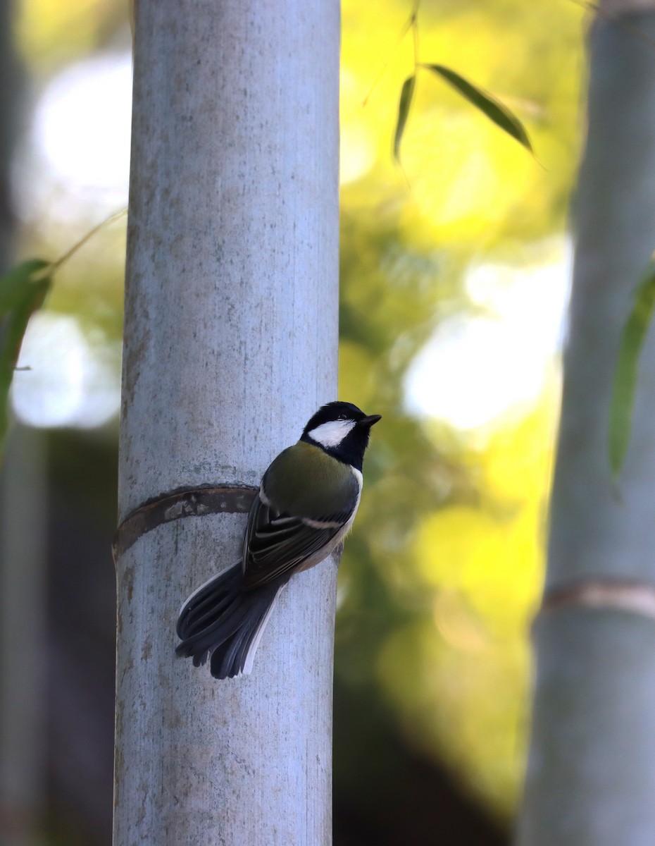 Asian Tit (Japanese) - ML647698036