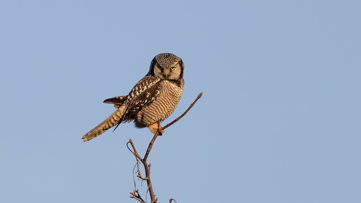 כוס ניצי - ML647698048