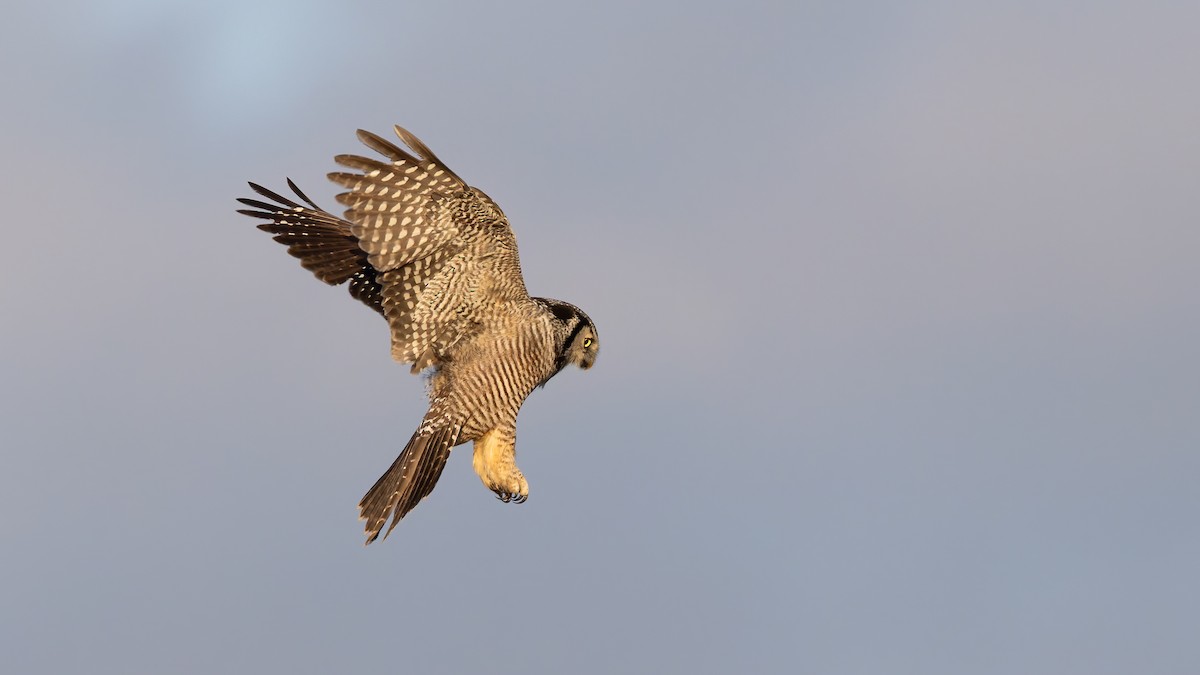 כוס ניצי - ML647698050
