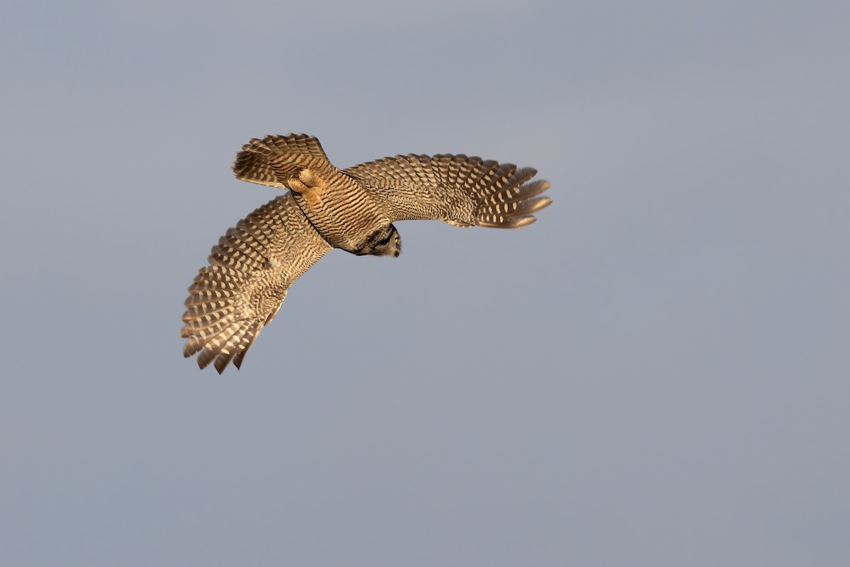 כוס ניצי - ML647698051