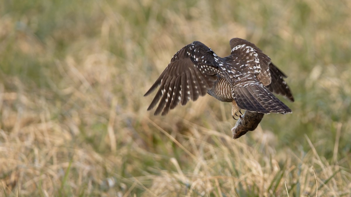 כוס ניצי - ML647698053