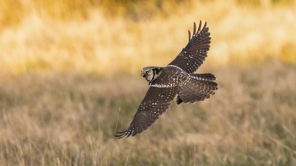 כוס ניצי - ML647698054