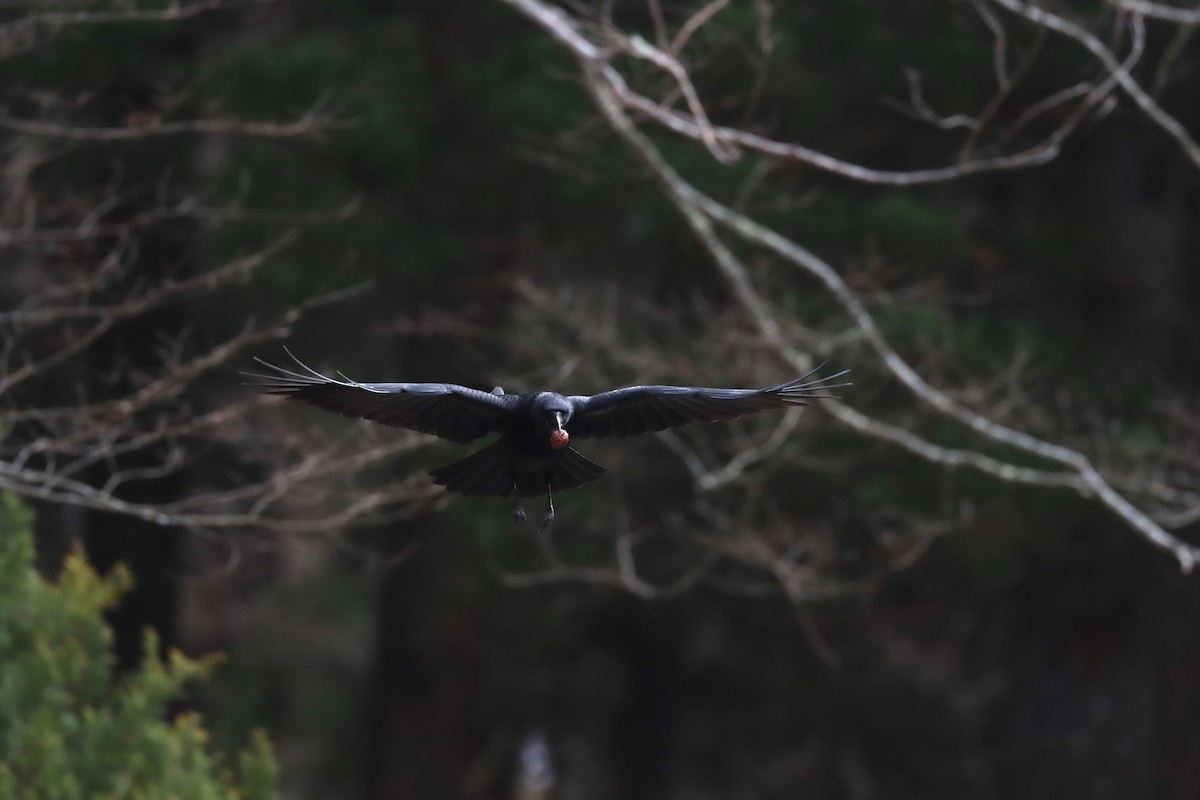 Ворона чорна - ML647698075