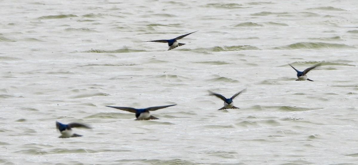 Tree Swallow - ML647698101
