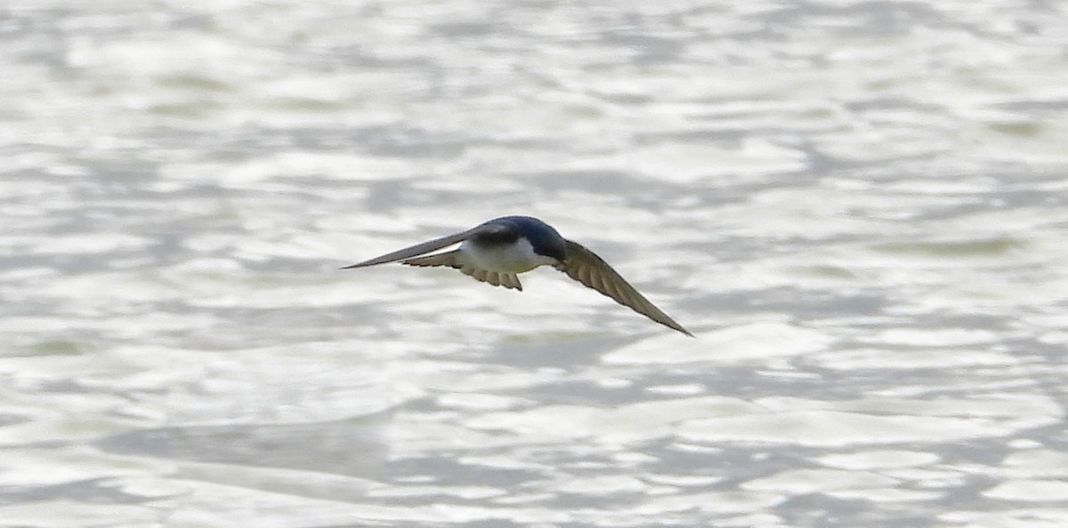 Tree Swallow - ML647698102