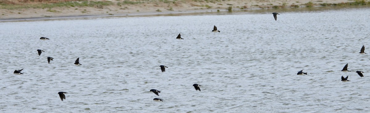 Tree Swallow - ML647698103