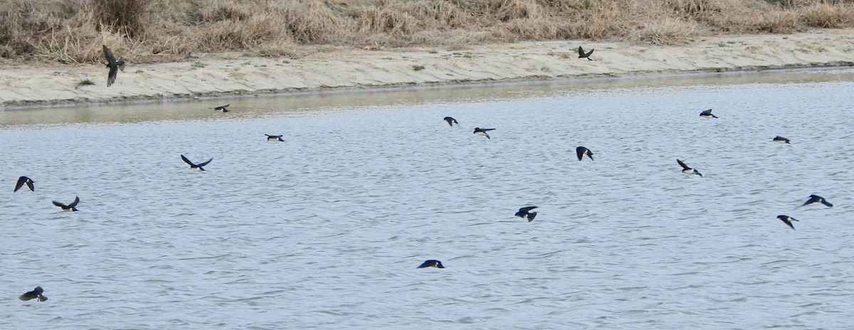 Tree Swallow - ML647698105