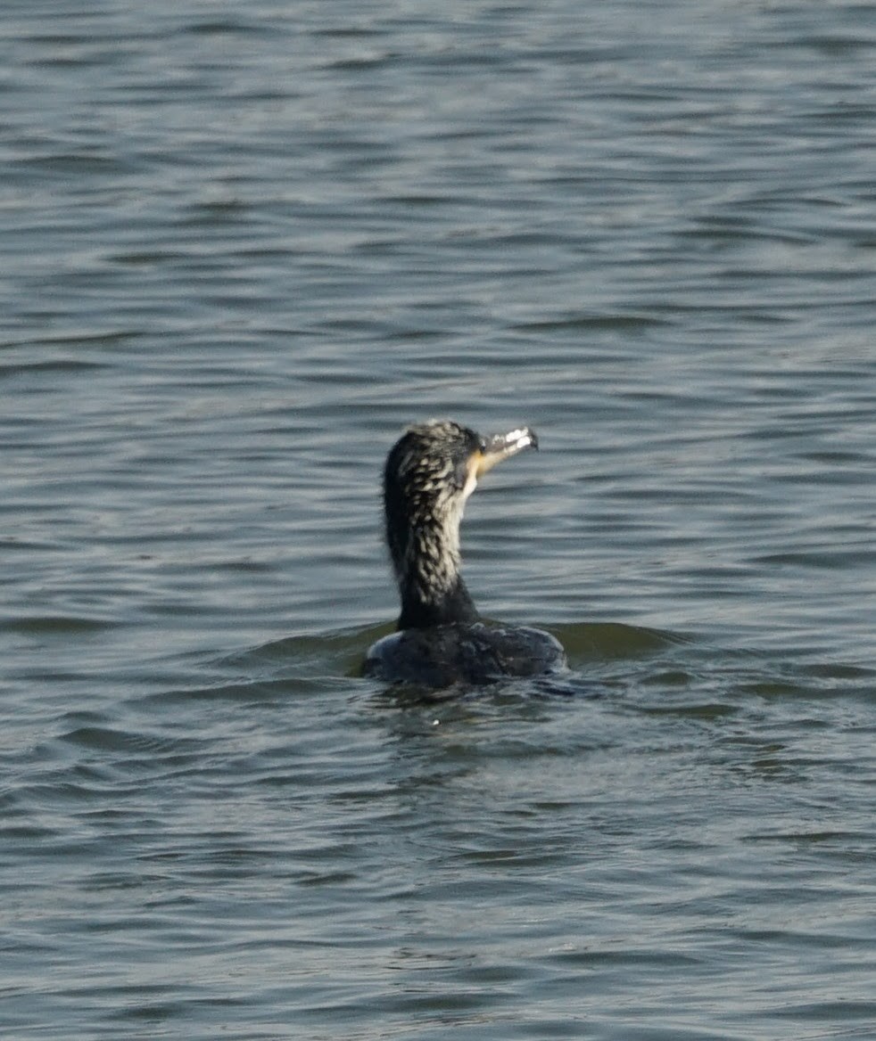 kormorán velký - ML647698125