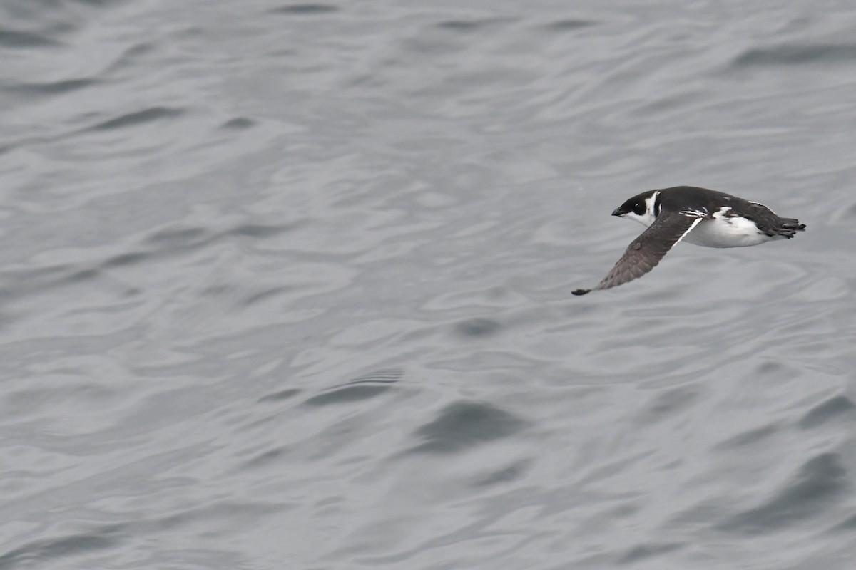 Pottorro txikia - ML647698142