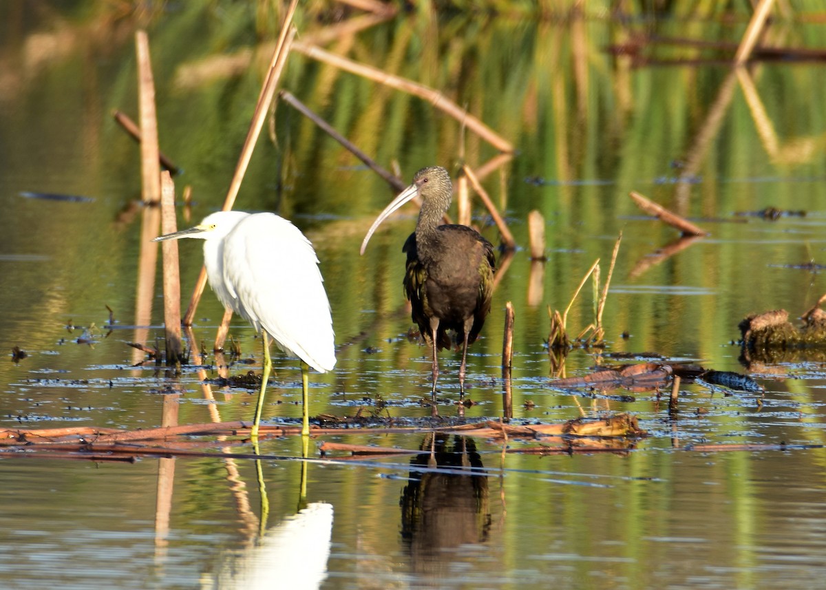 Beltzaran musuzuria - ML647698155