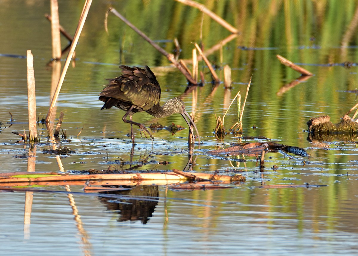 Beltzaran musuzuria - ML647698156