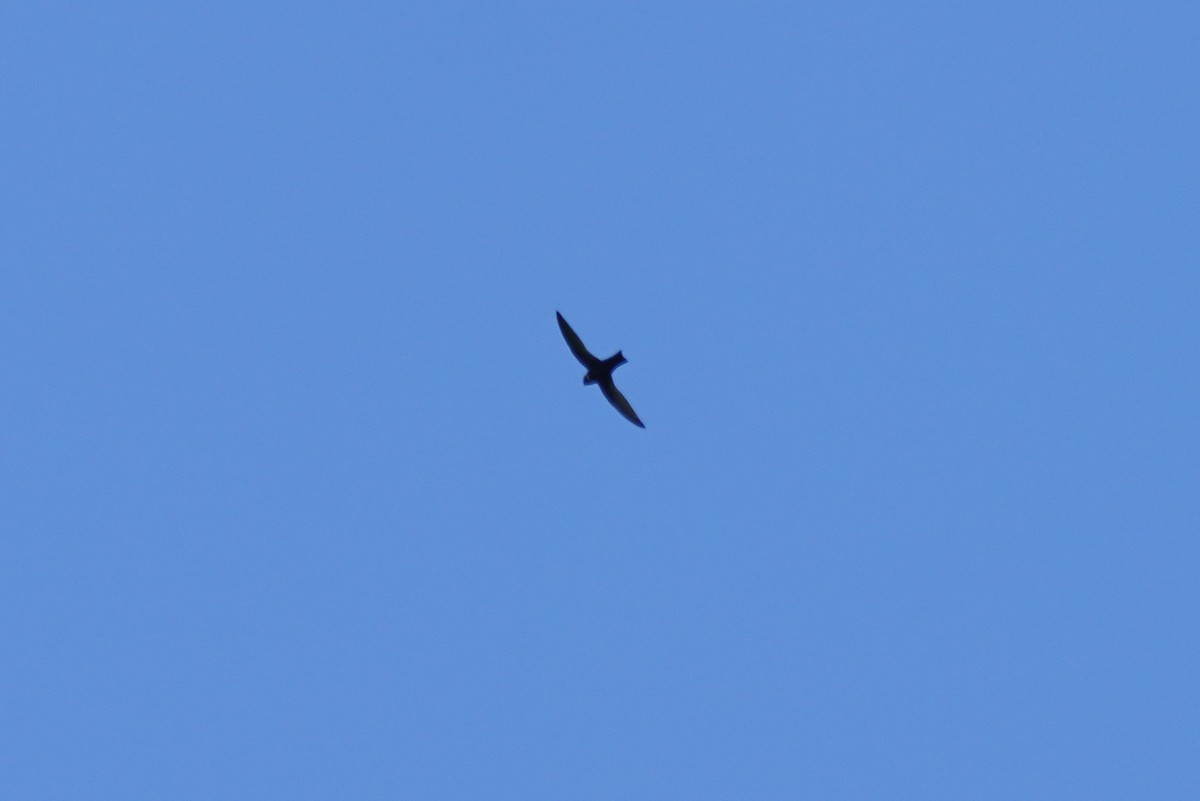 halsbåndseiler - ML647698158