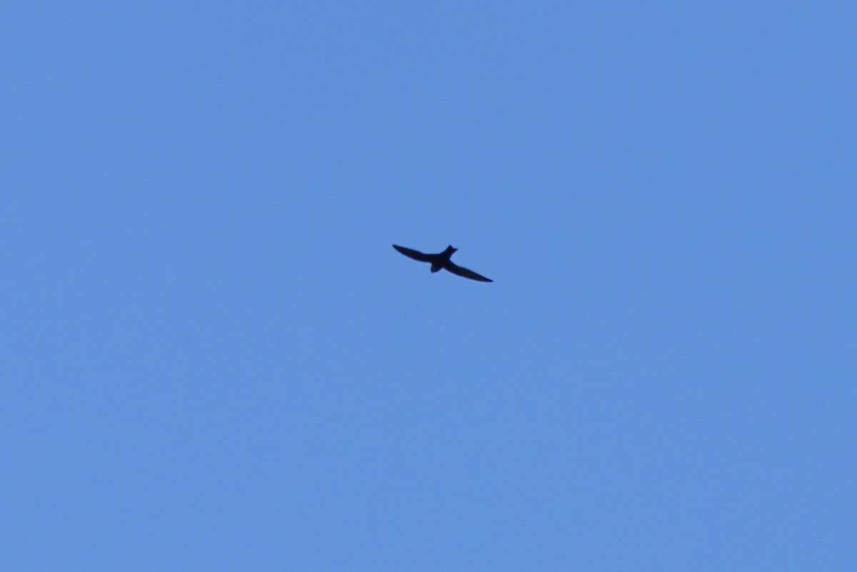 halsbåndseiler - ML647698159