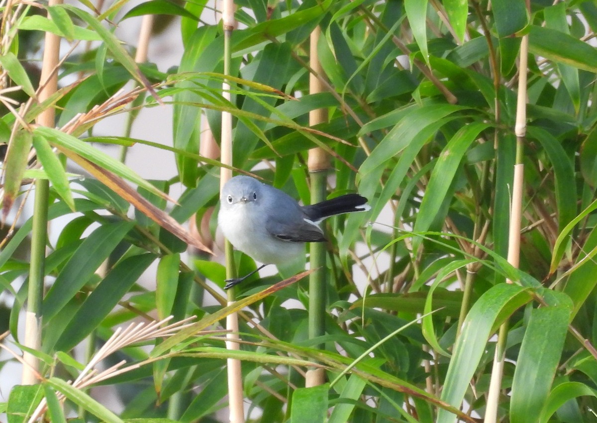 ברחשית כחלחלה - ML647698160