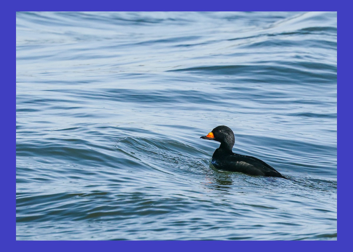 Black Scoter - ML647698187