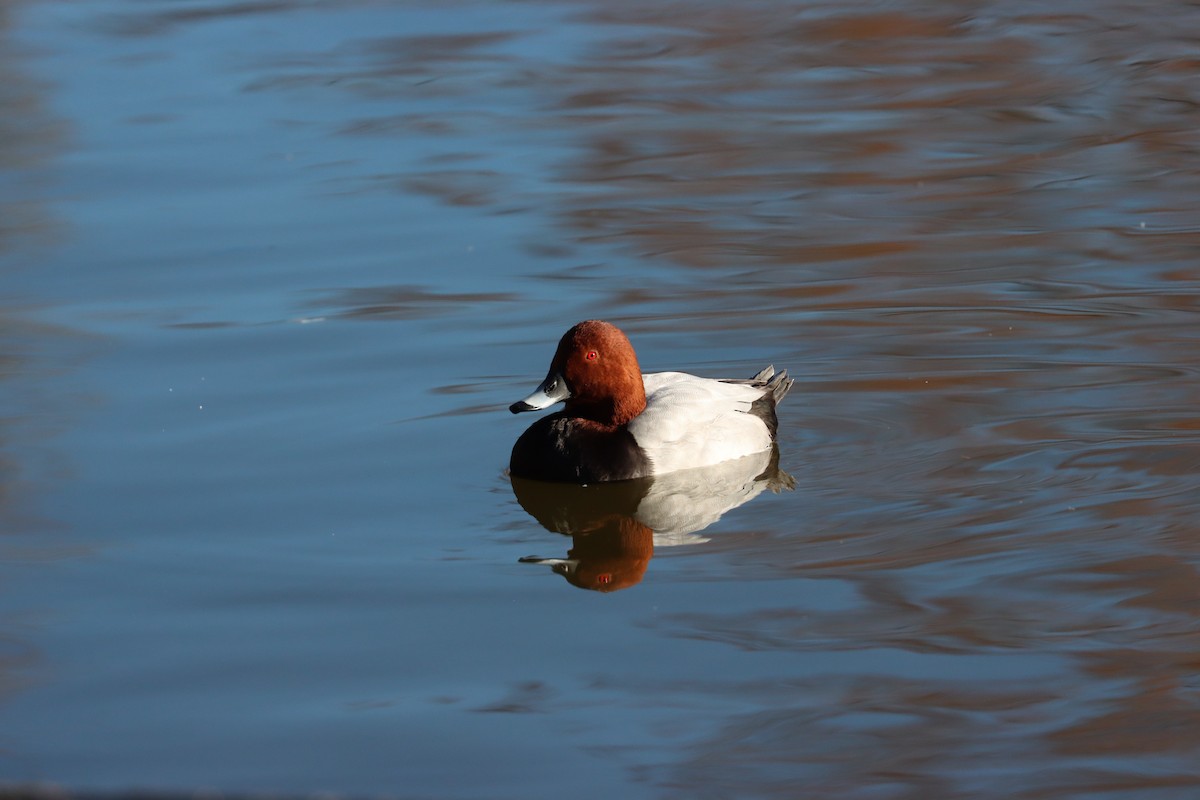 Попелюх звичайний - ML647698202