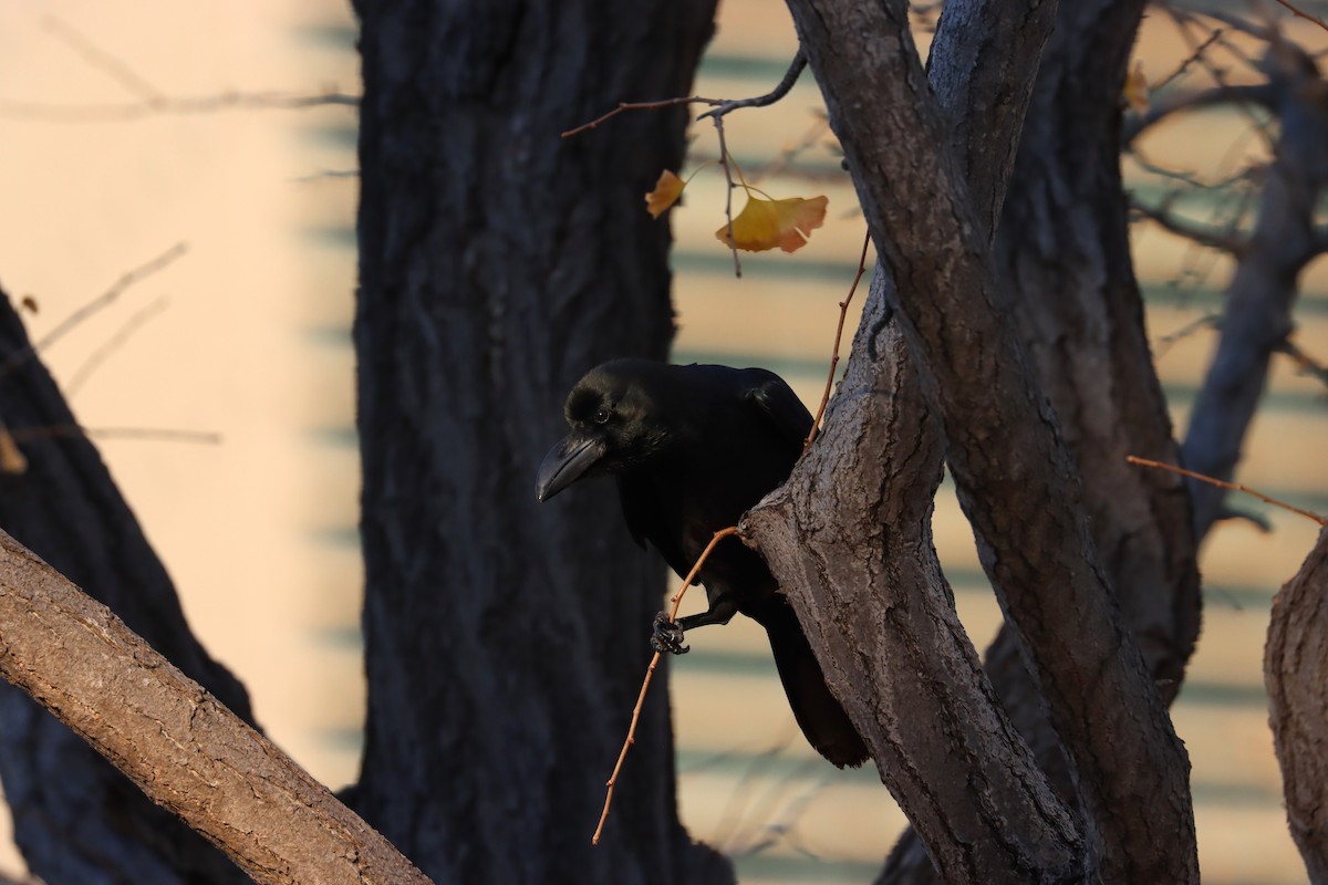 Ворона великодзьоба - ML647698248