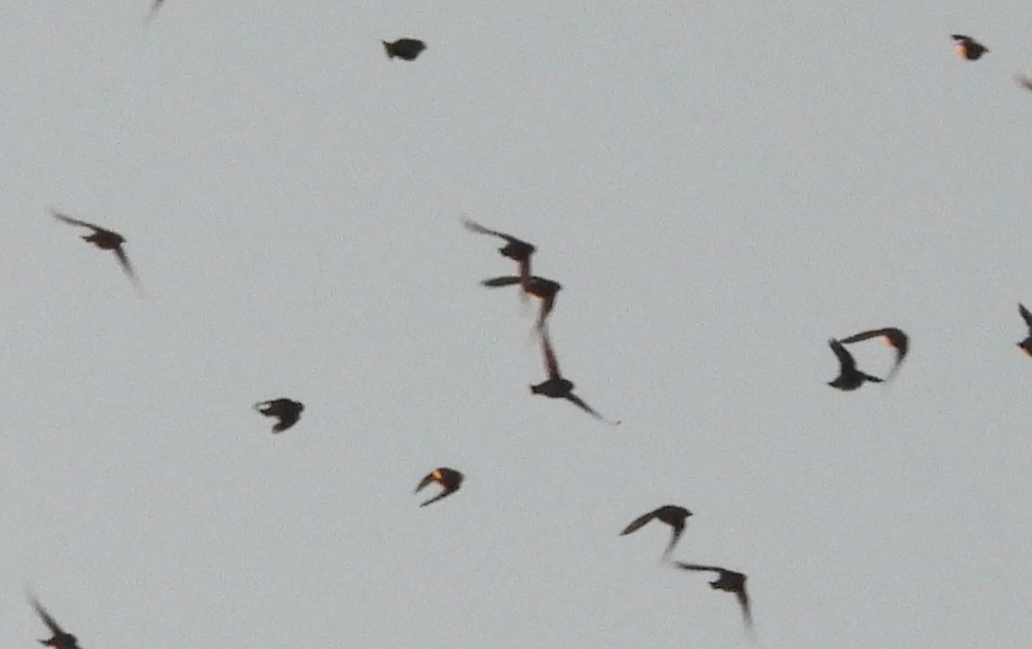 Cedar Waxwing - ML647698252