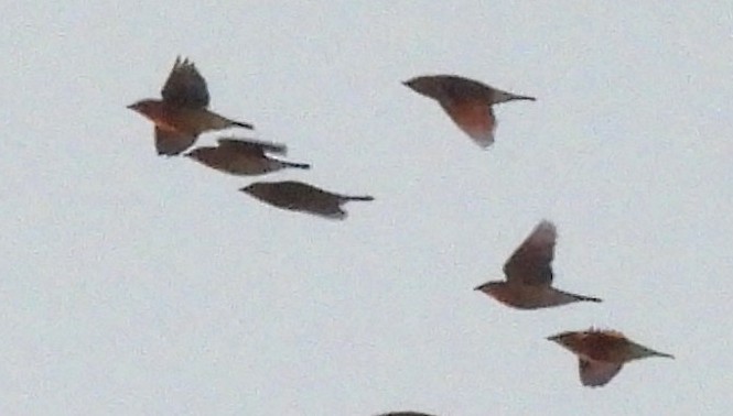 Cedar Waxwing - ML647698253