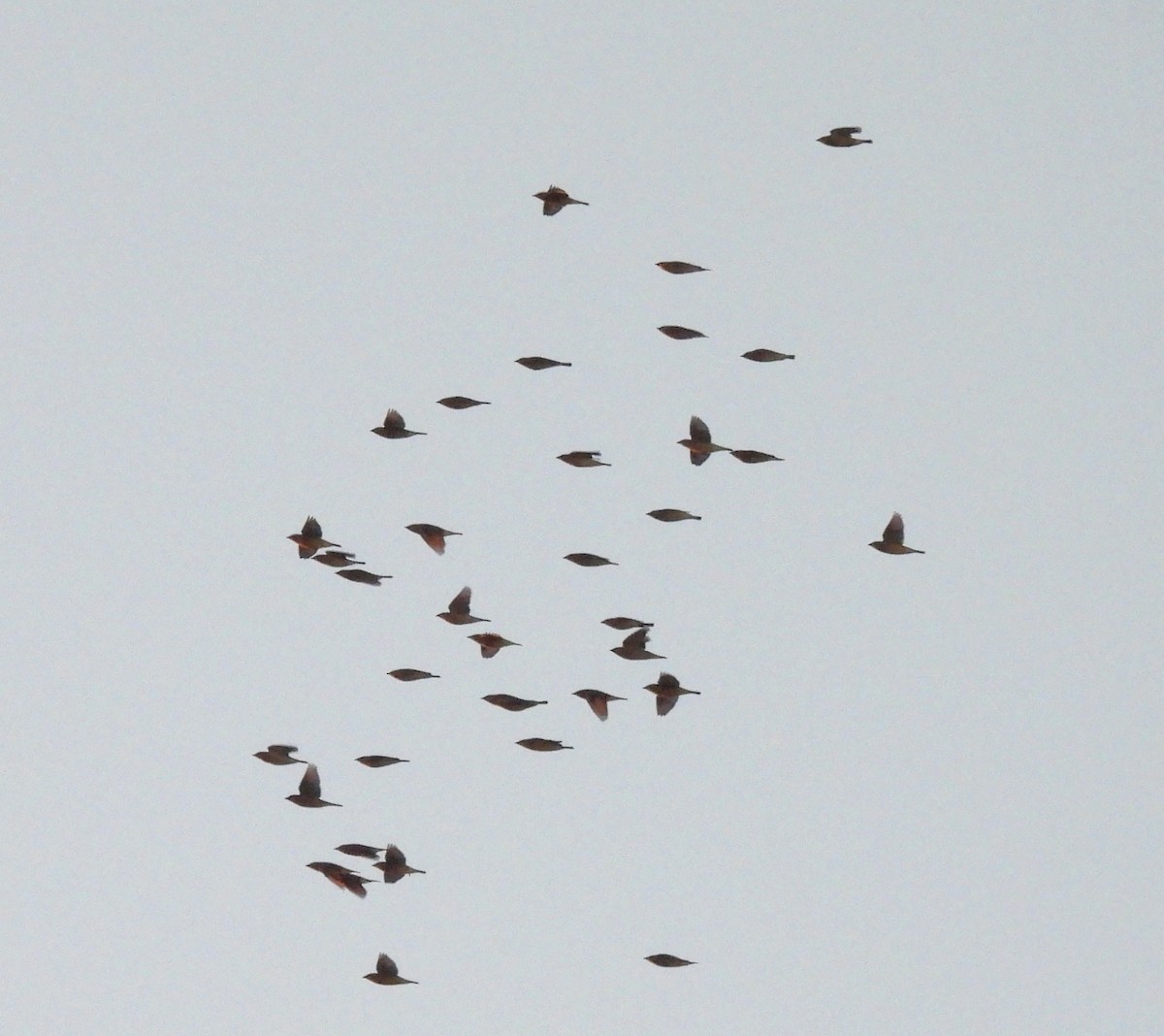 Cedar Waxwing - ML647698254