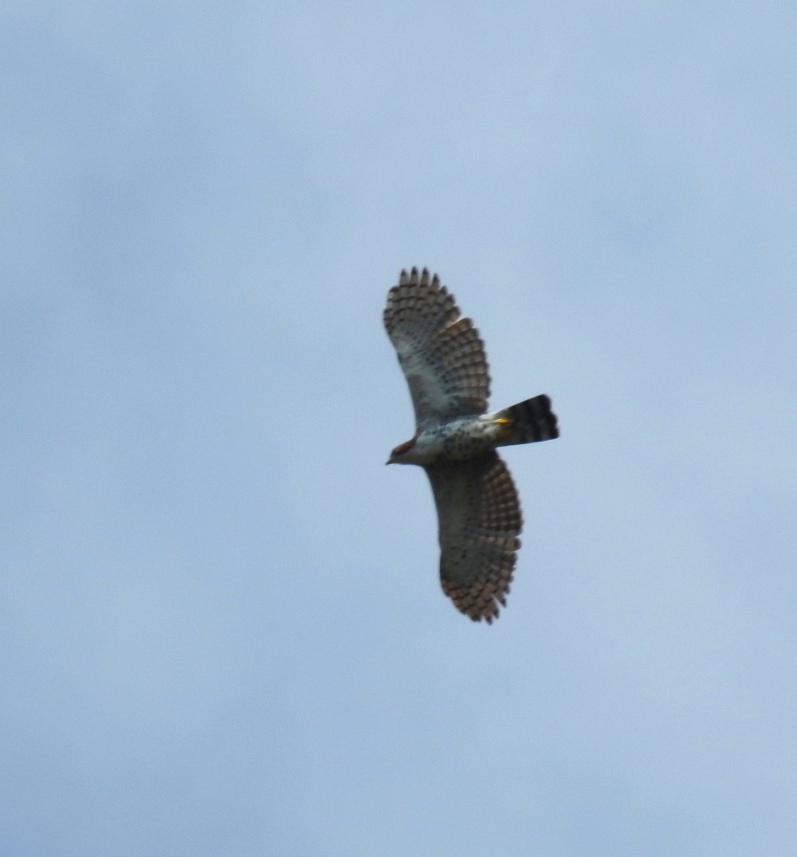 orel zdobený - ML647698263