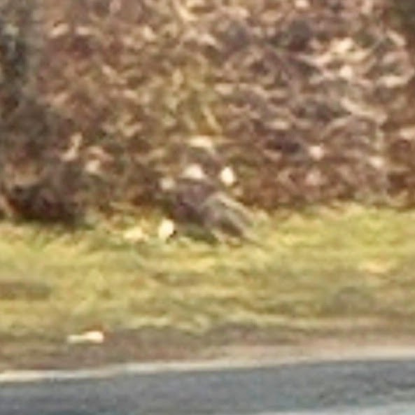 káně rudochvostá - ML647698277