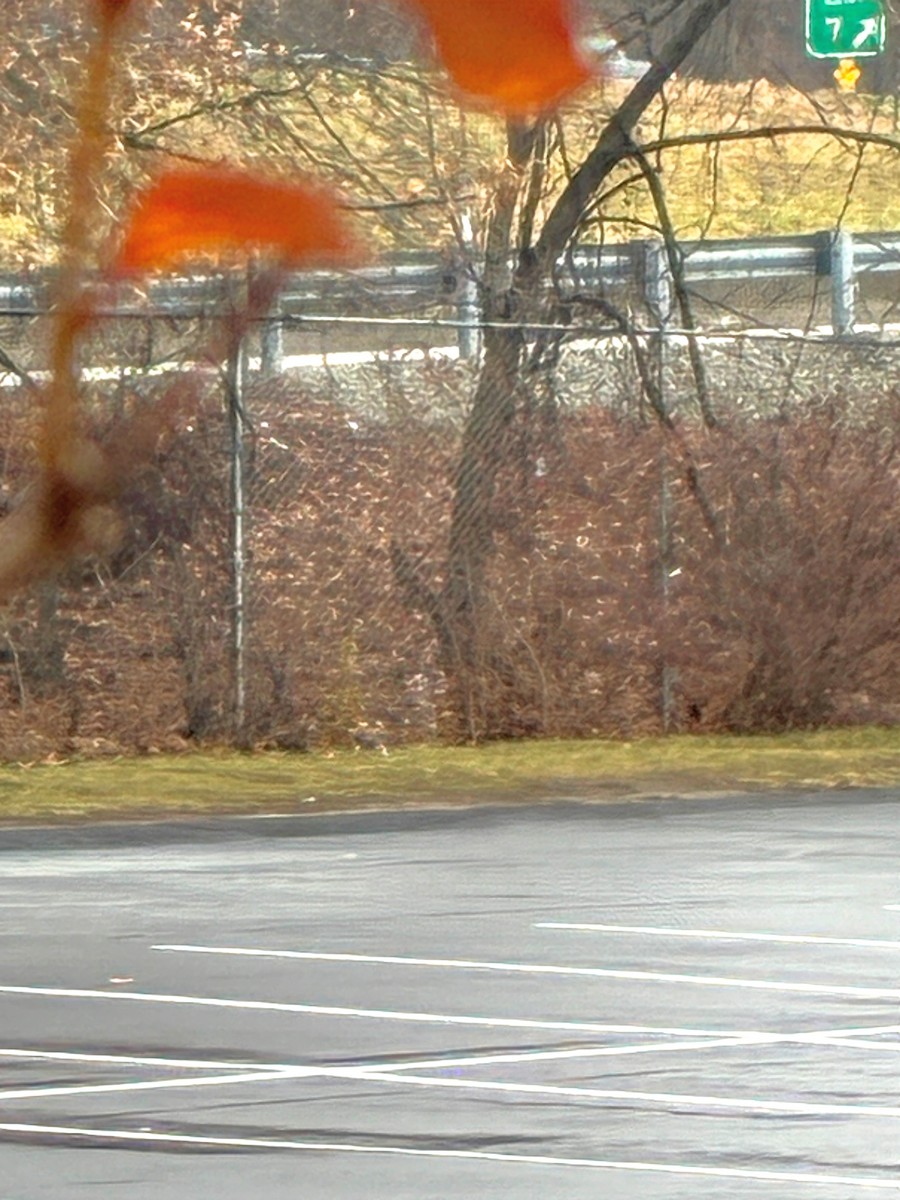 káně rudochvostá - ML647698278