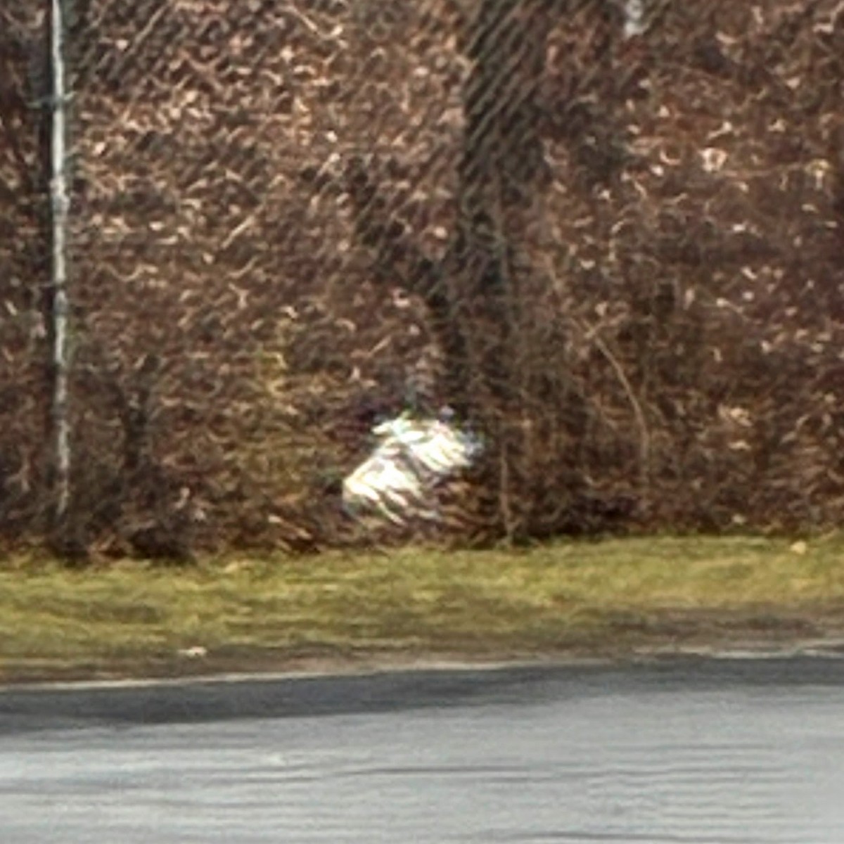 káně rudochvostá - ML647698279