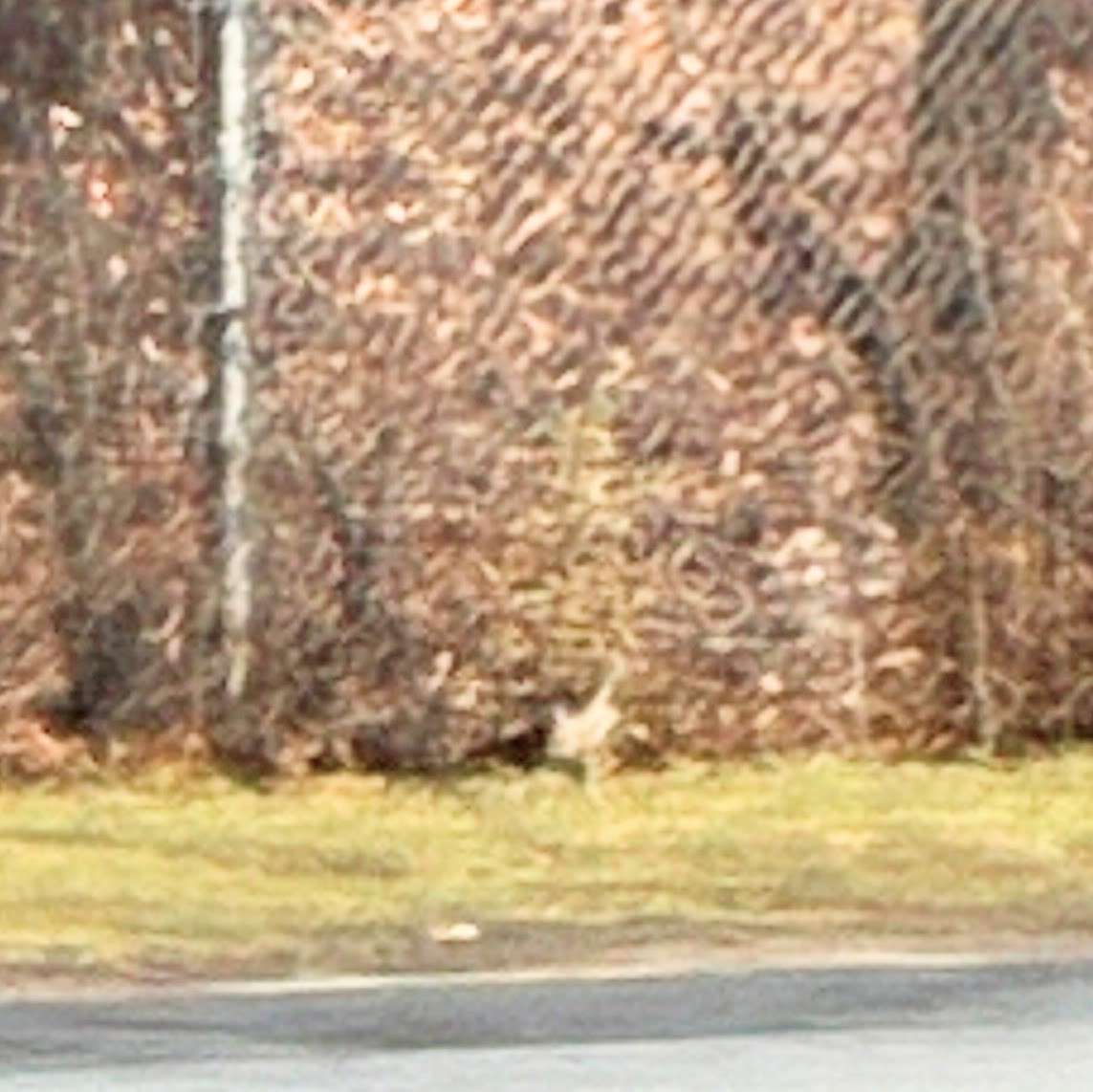 káně rudochvostá - ML647698280