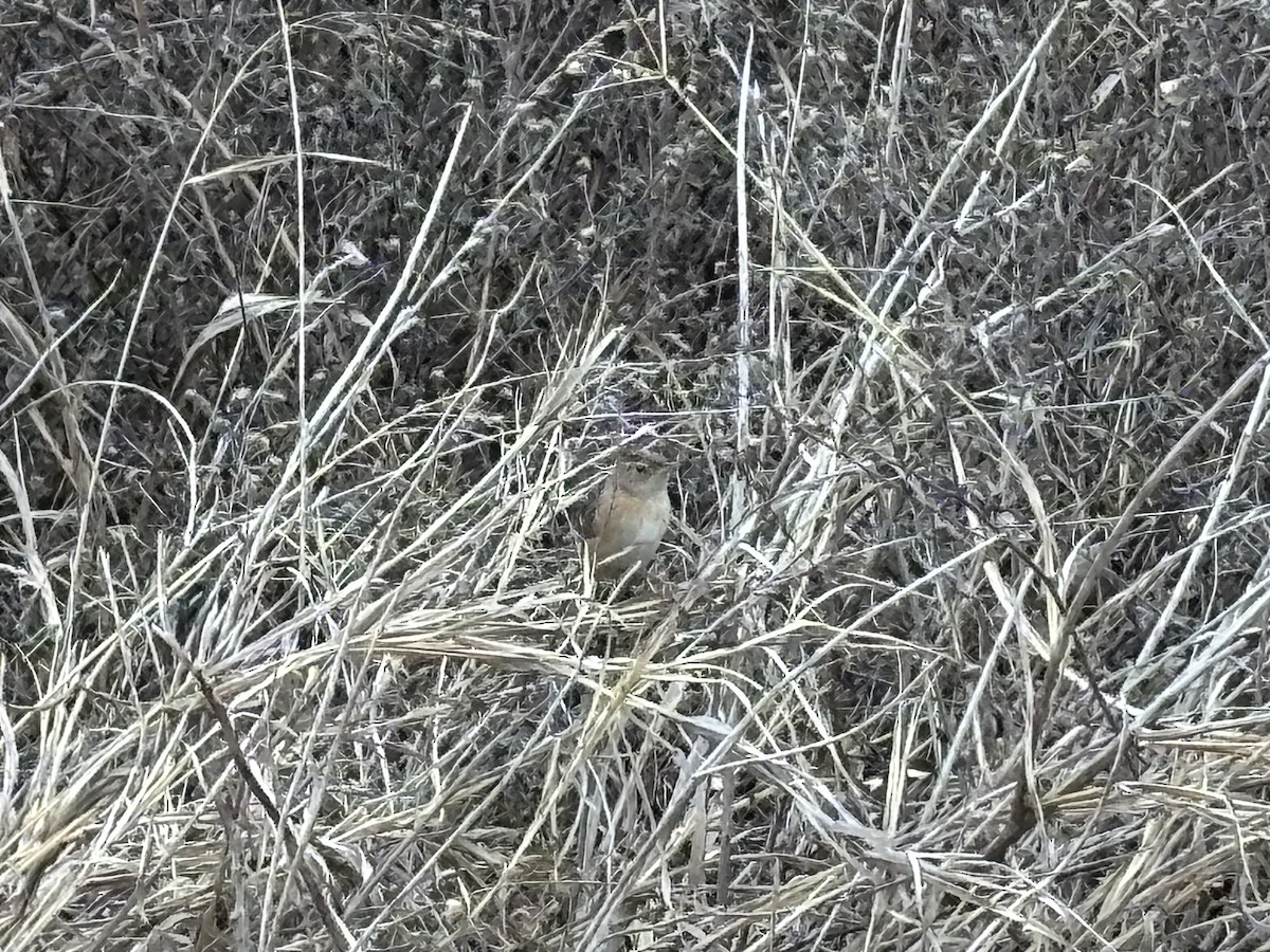 Sedge Wren - ML647698284
