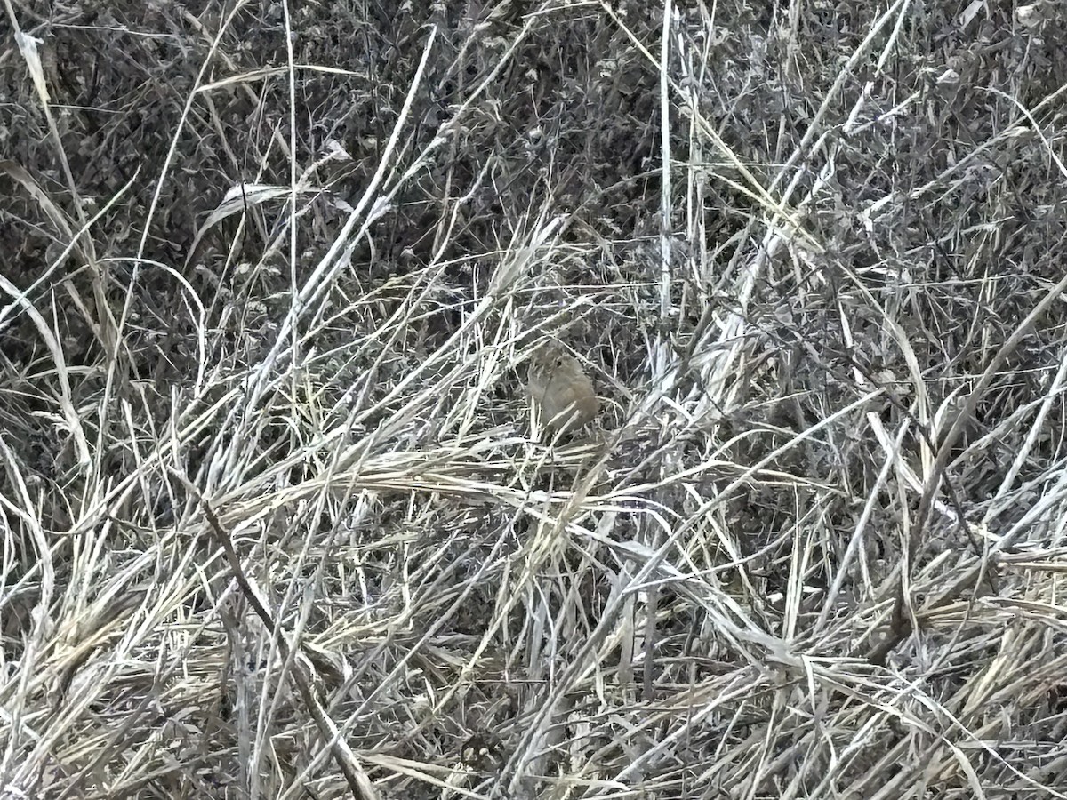 Sedge Wren - ML647698285