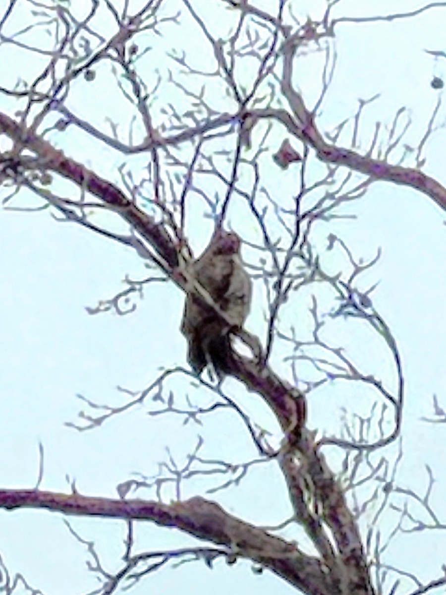 káně rudochvostá - ML647698288