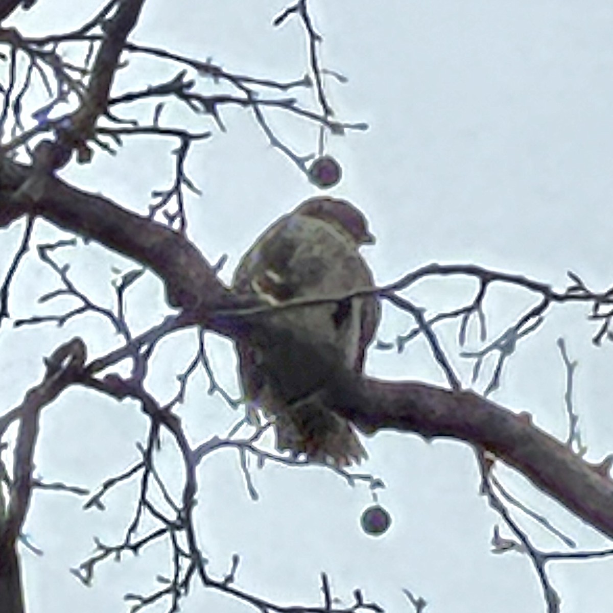 káně rudochvostá - ML647698294