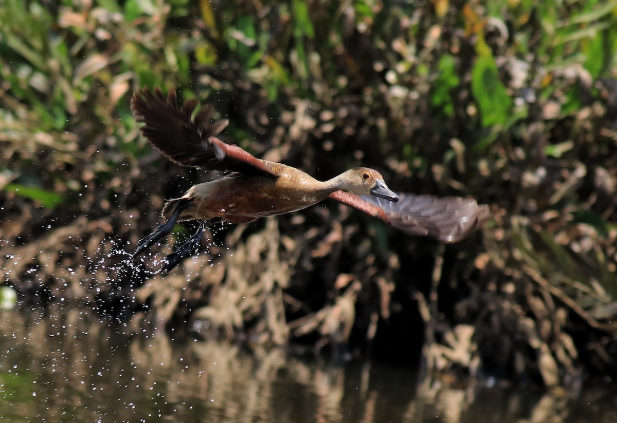 Zuhaitz-ahate javatarra - ML647698297