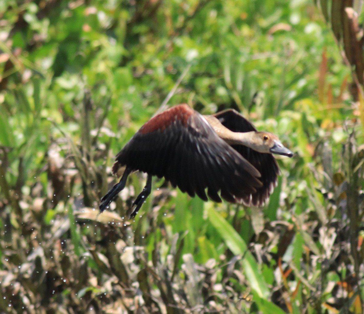 Zuhaitz-ahate javatarra - ML647698298