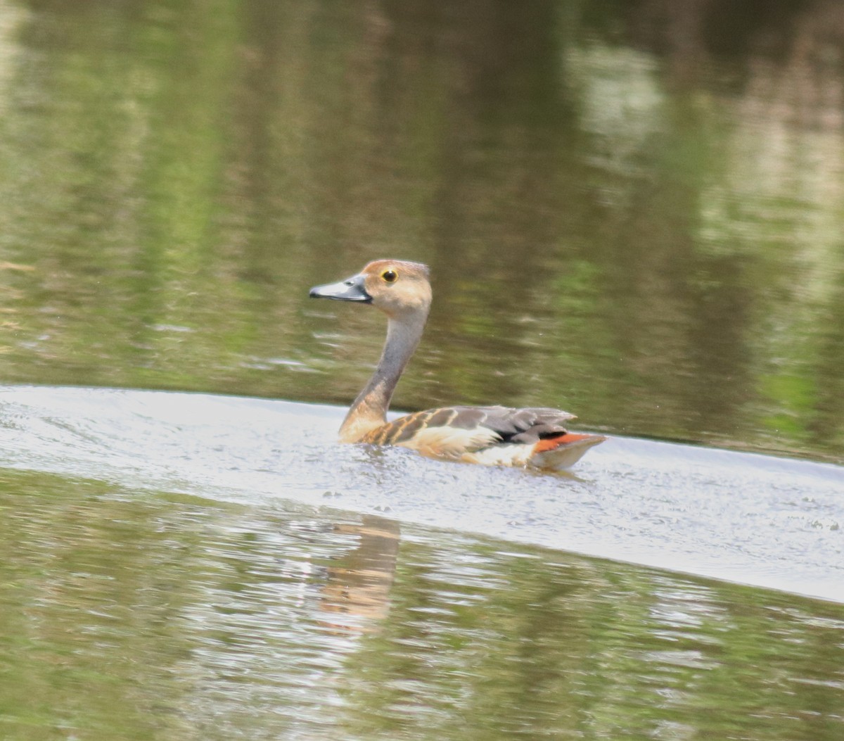 Zuhaitz-ahate javatarra - ML647698299