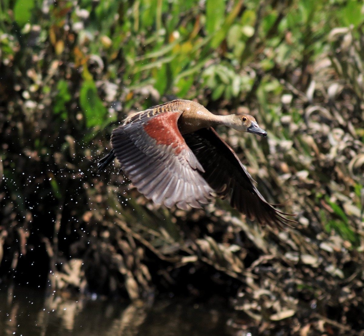 Zuhaitz-ahate javatarra - ML647698300