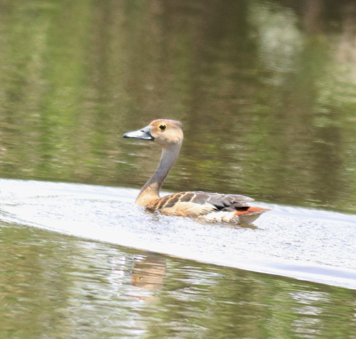 Zuhaitz-ahate javatarra - ML647698301