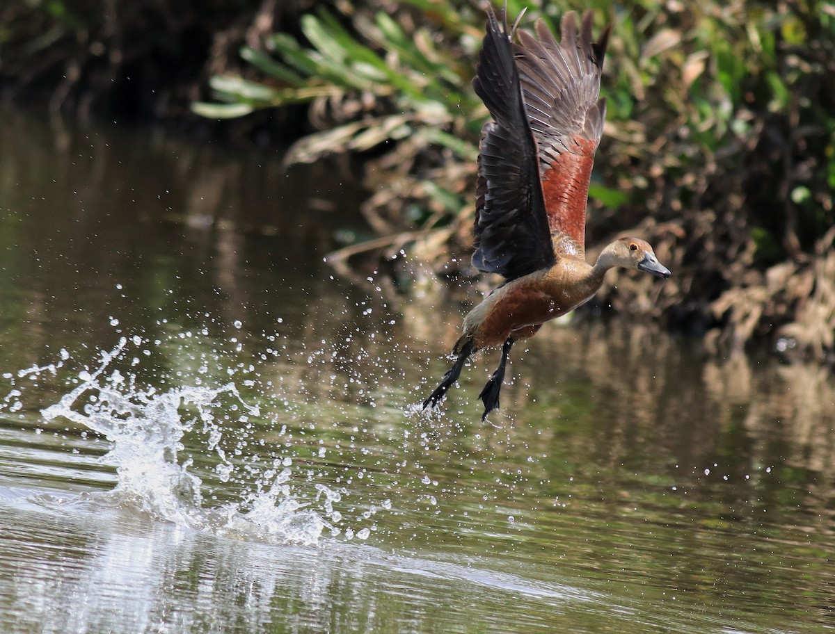 Zuhaitz-ahate javatarra - ML647698302