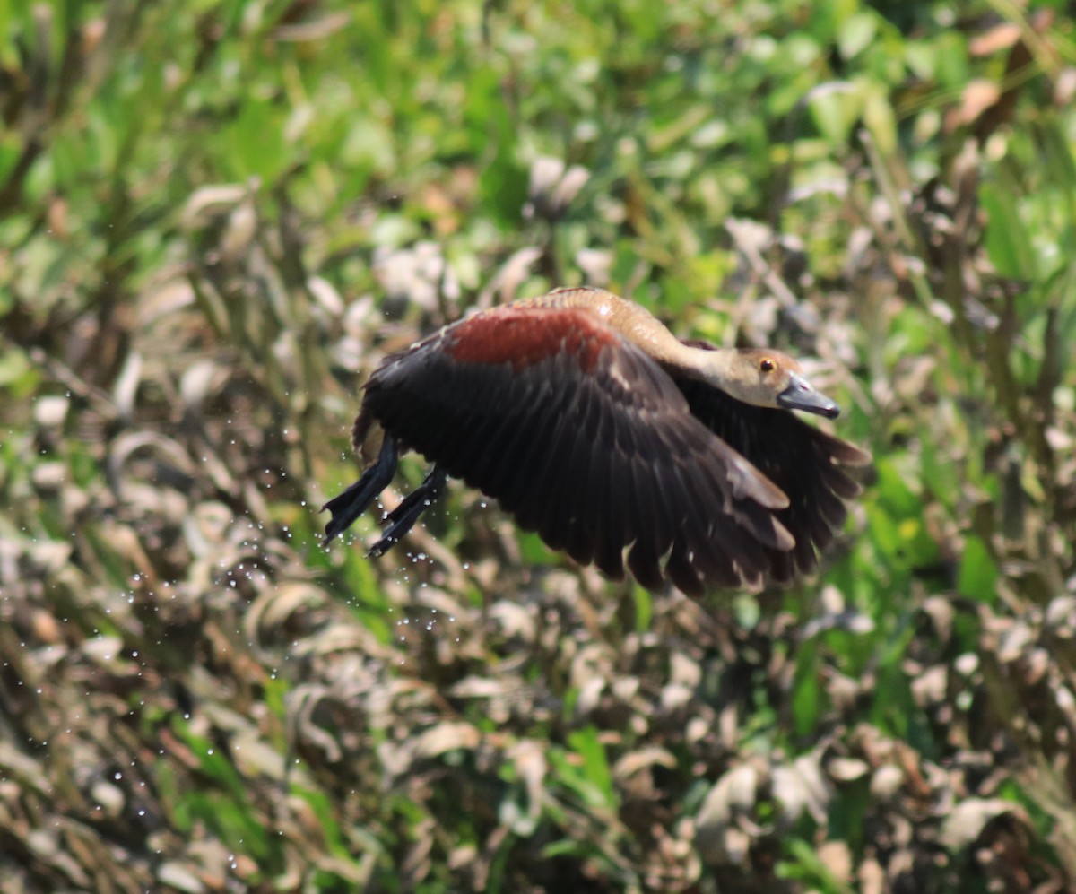 Zuhaitz-ahate javatarra - ML647698303