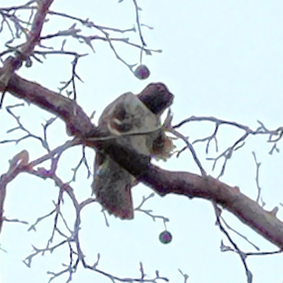 káně rudochvostá - ML647698312