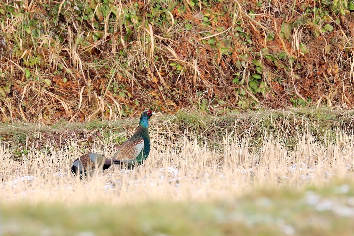 Фазан японський - ML647698315