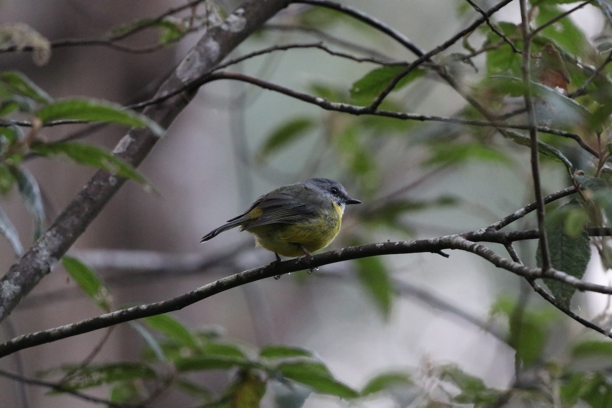 lejsčík žlutý - ML647698318