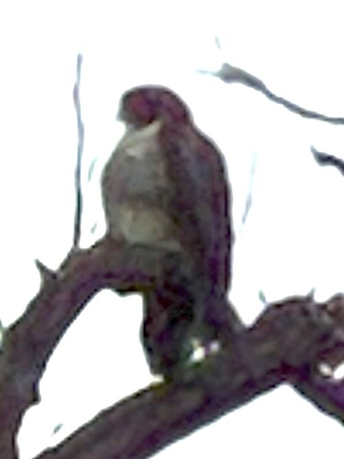 káně rudochvostá - ML647698322