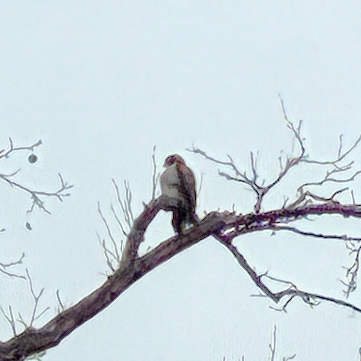 káně rudochvostá - ML647698332