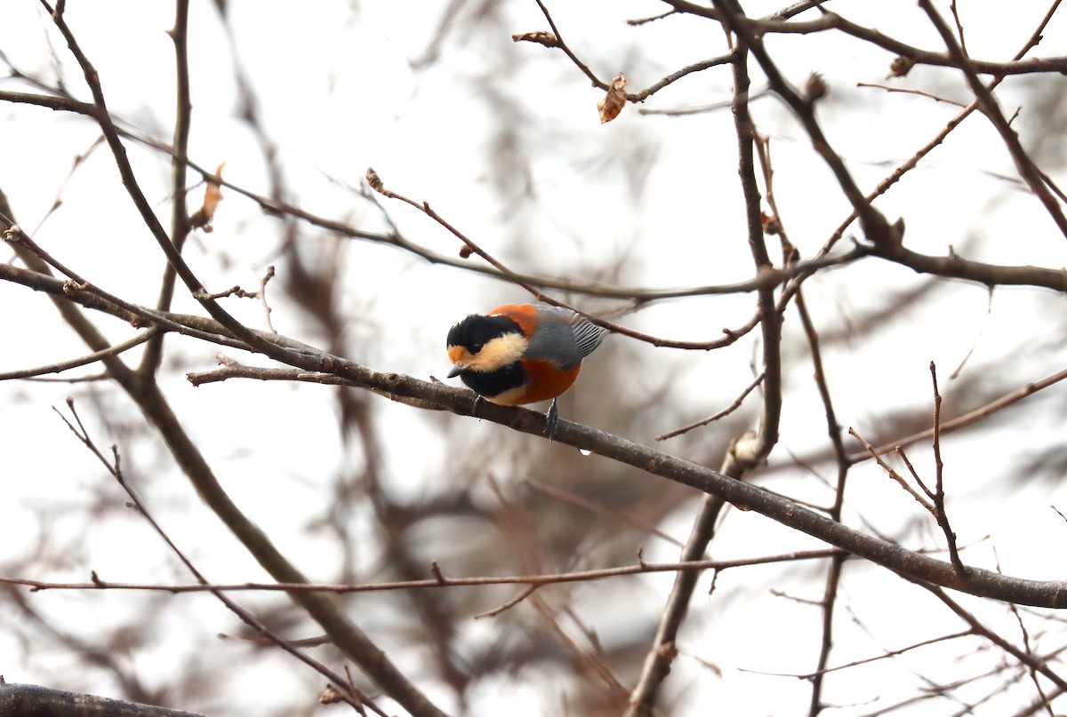 Гаїчка японська - ML647698336